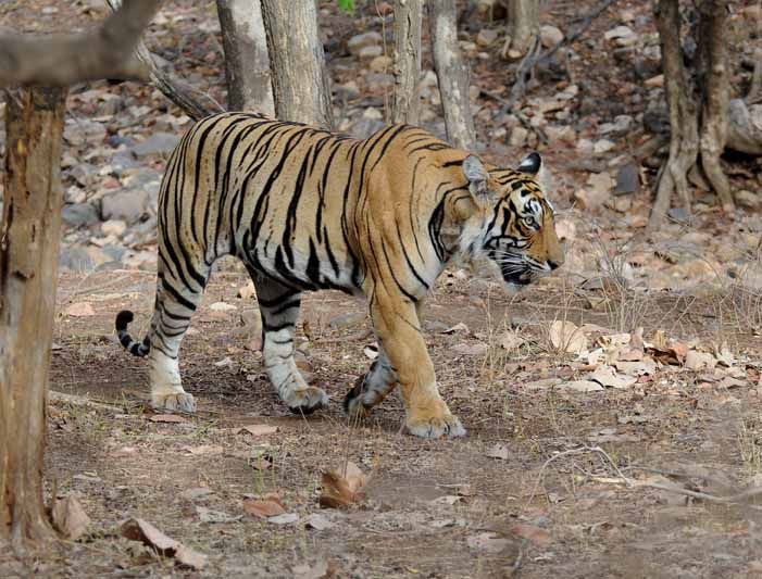 Human-tiger conflict in Panna| India Water Portal