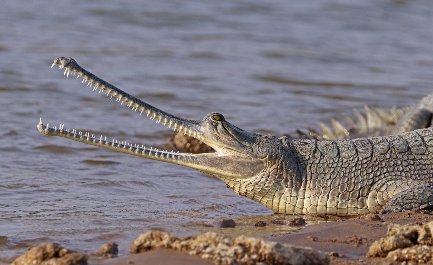 A gharial on the Chambal river (Image Source: Charles J Sharp, From Sharp Photography via Wikimedia Commons)