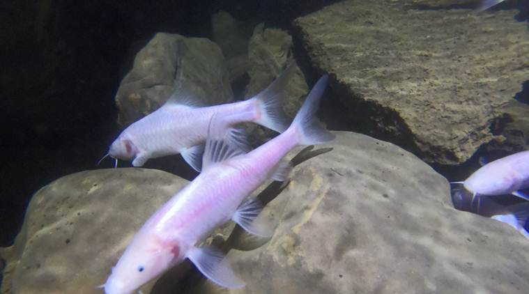 Blind Mahseer (Photo by Uros Aksamovic taken from https://indianexpress.com/article/north-east-india/meghalaya/from-deep-dark-meghalaya-cave-explorers-bring-to-light-worlds-largest-subterranean-fish-6266800/ )