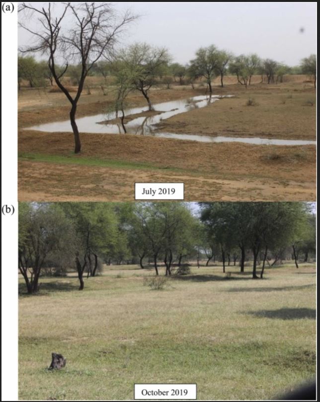 Chauka system during the monsoon of 2019 (Image Source: Basant Yadav et al (2022) Assessment of traditional rainwater harvesting system in barren lands of a semi-arid region: A case study of Rajasthan (India), Journal of Hydrology, Regional Studies, 42 (2022), pp 3)
