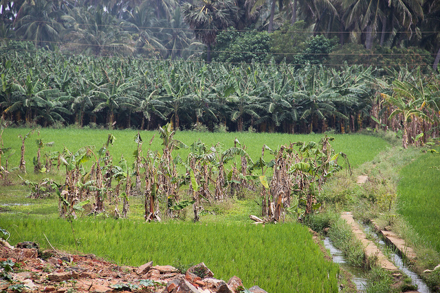 Irrigated fields of Tamil Nadu