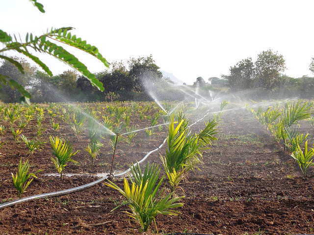Minimising susceptibility to climate change require drastically extending irrigation via efficient drip and sprinkler technologies, (Source: IWP Flickr photos)