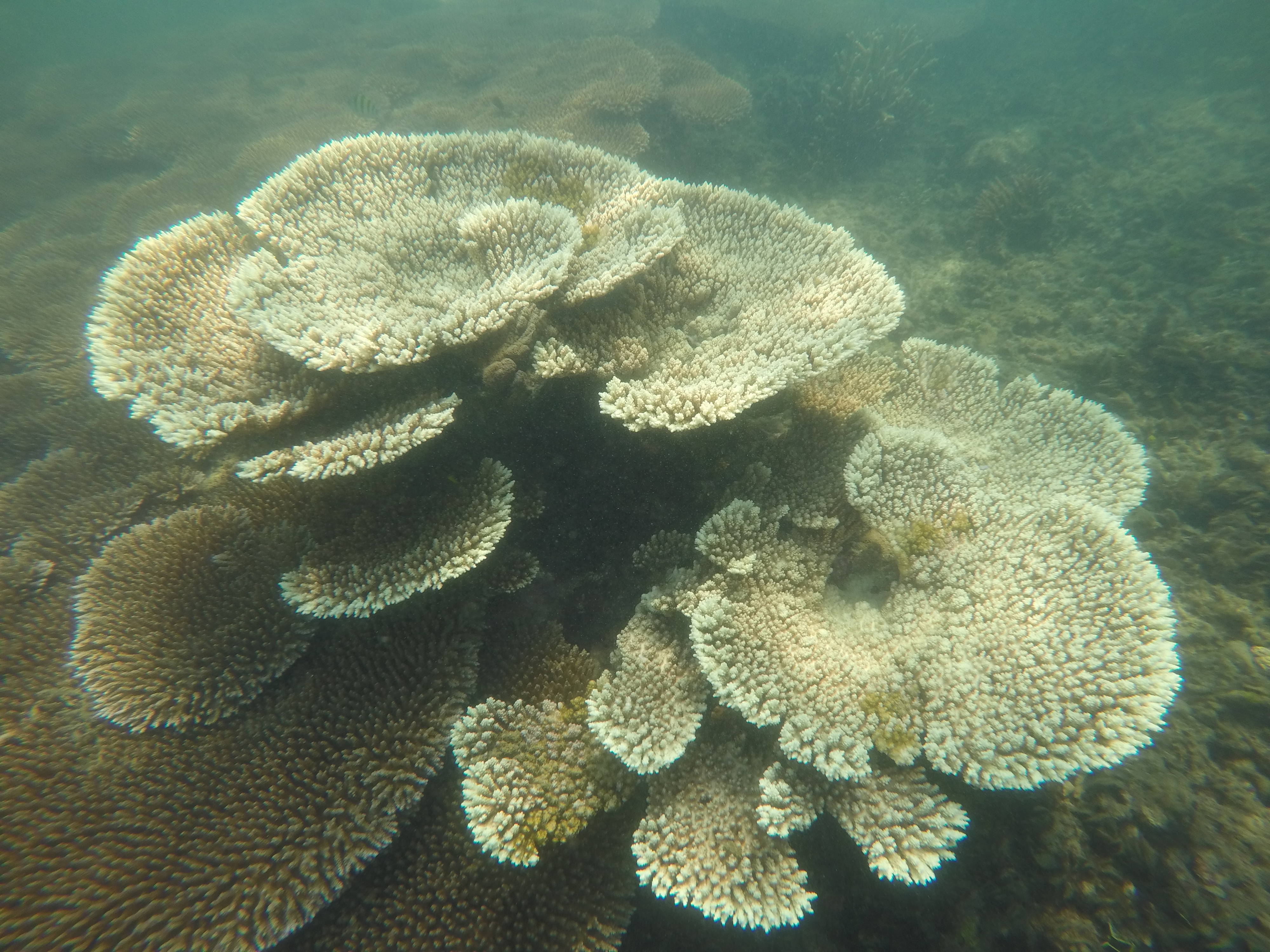 Coral Acropora Cytherea. (Pic courtesy: ISW)