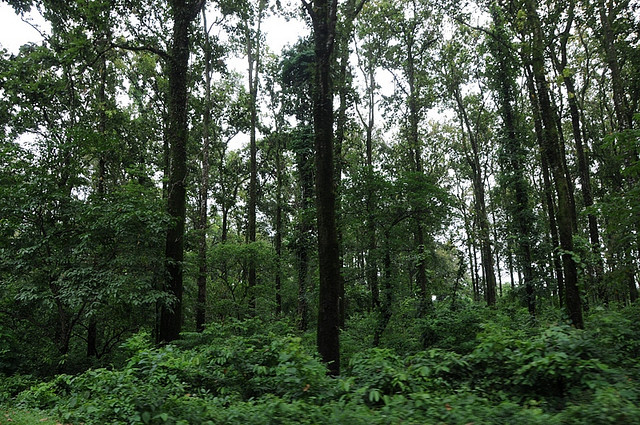 Mangpong forest in West Bengal