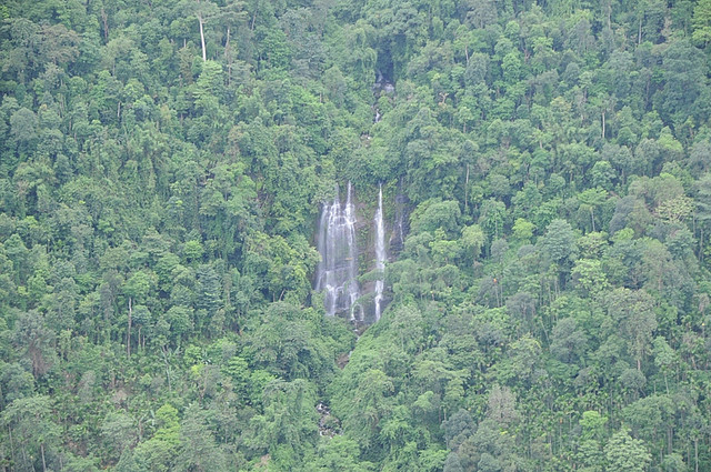 Forest in Tamabil, Meghalaya