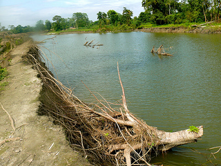 A tree uprooted as the Brahmaputra finds its way breaching the Sisi-Tekelefuita embankment also known as the the Sisi dyke