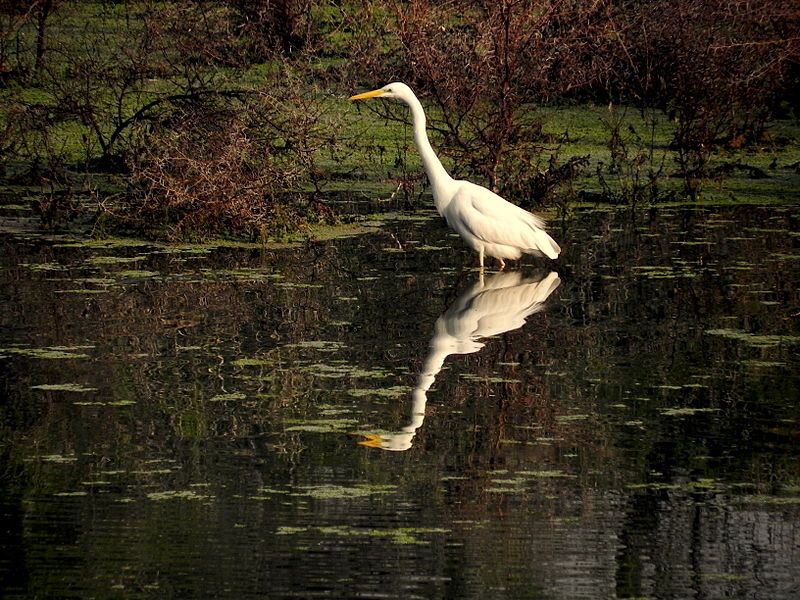 Great egret at Keoladeo national park in Bharatpur. (Source: Nikhil Chandra, Wikimedia Commons)