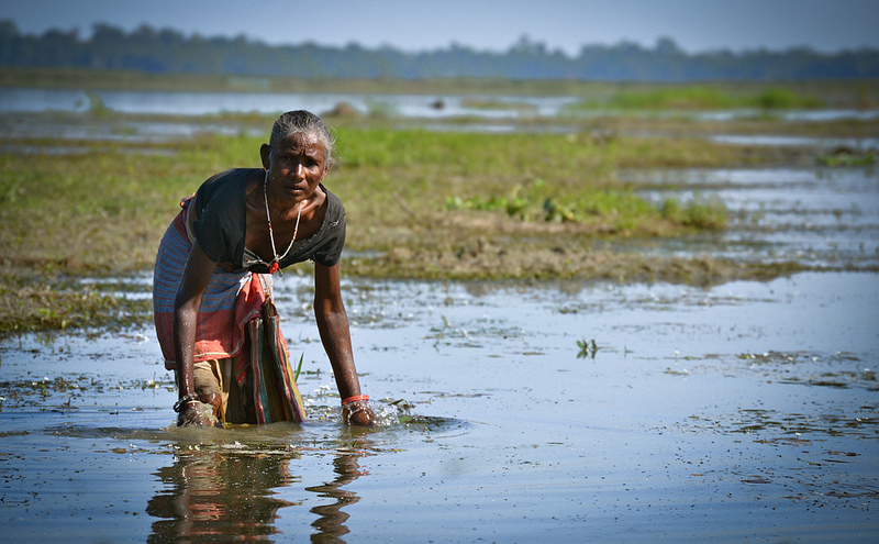 A native woman picking snails from the beel