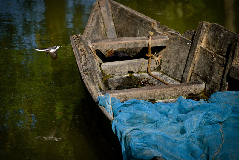 A common wagtail flies over a mosquito net lying on a country boat 