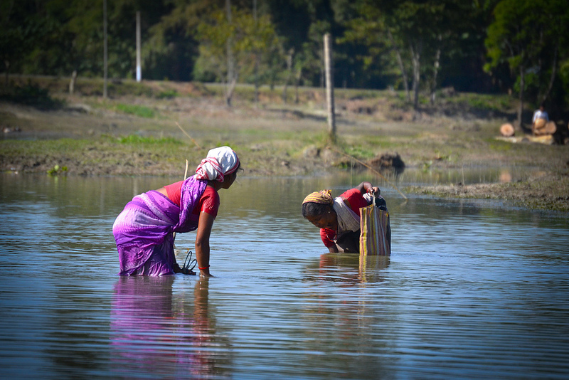 Two women with their heads covered with 'Gamucha' the traditional Assamese towel picking up snails