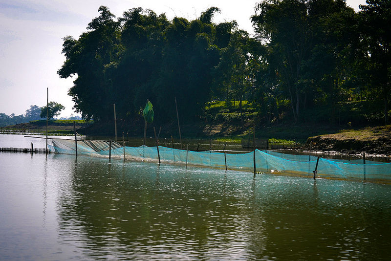 A huge blue mosquito net spread out in the beel with the help of bamboo sticks to stock fish