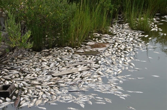 Fish kill on river Kundalika