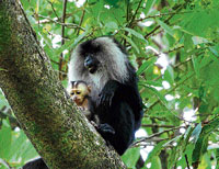 Lion Tailed Macaque in the Aghanashini basin