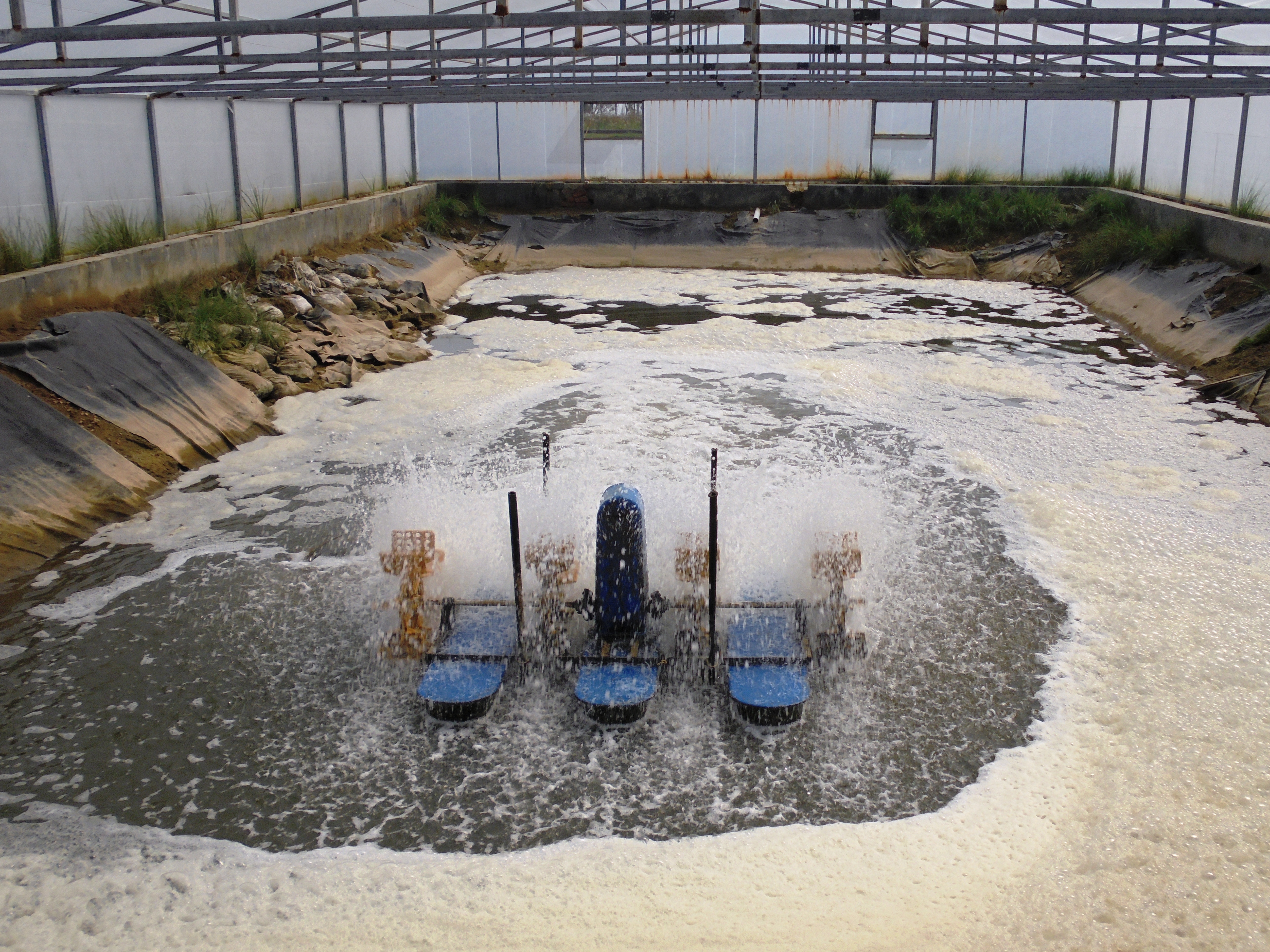 Aquaculture polyhouses being aerated to improve oxygen content in the waters