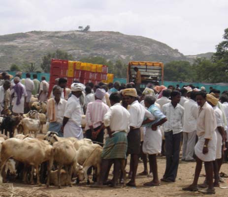 The largest cattle market in the district is held at Angallu village. The livestock is marketed for meat to Bangalore and Chennai. 