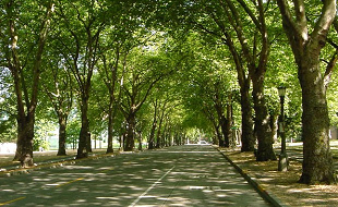 Green avenues