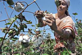 Bt cotton; Source: The Hindu