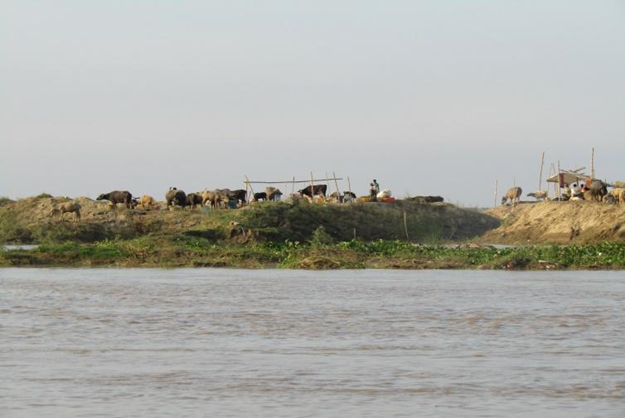 Cattle of the Rajendra Ghat, Patna, stranded on Ganga Island.