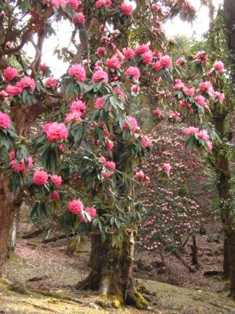 Rhododendron forest  near Dharali, in the Pindar Valley. Respondents indicated that rhododendron is flowering 15-odd days earlier than it used to a decade earlier