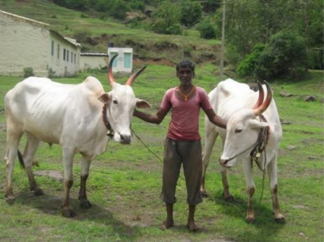 A farmer with his cattle