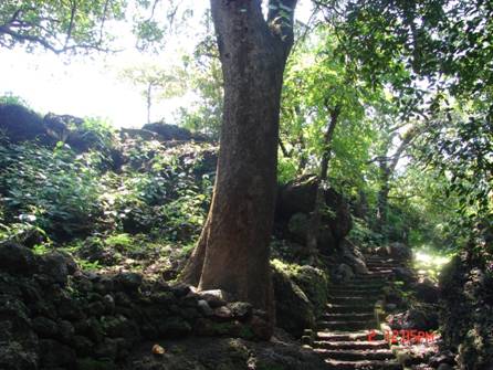 Stone walkway and ancient mango trees leading to Daarche Paani
