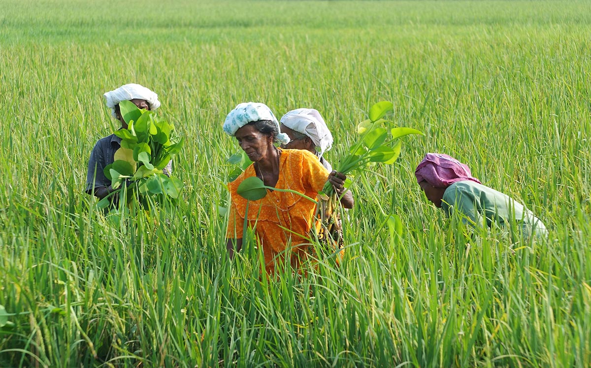 Collective farming is an initiative introduced by Kudumbashree to encourage cultivation among neighborhood groups. (Image: Kudumbashree)