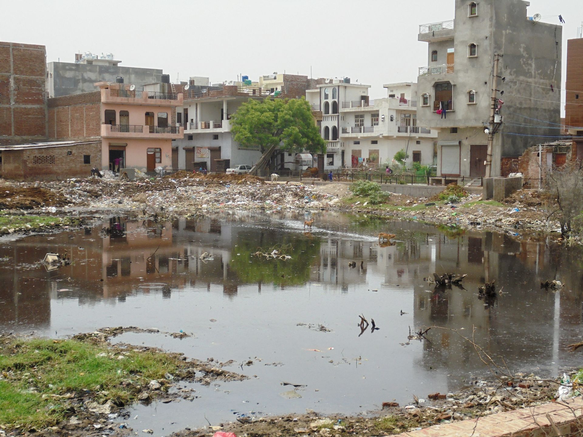 Contaminated water in Bhalaswa resettlement colony