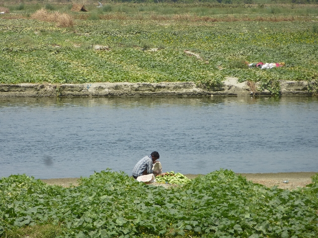 A sandbank farmer harvests his produce on the banks of the Ramganga