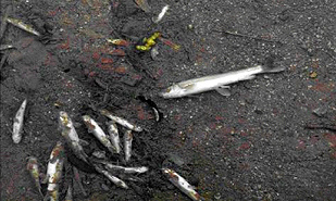 Dead fish on a dry stream bed made dry by a mini hydel project in Himachal Pradesh - Photo: Ramesh Ganeriwal