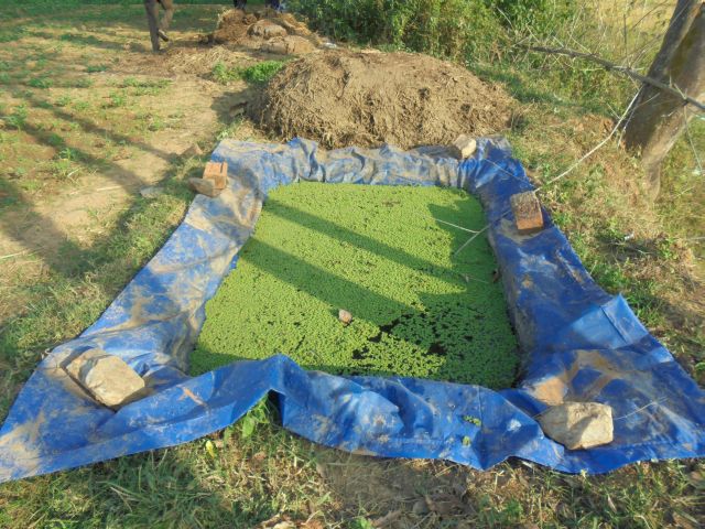 Azolla production for improving the health of the livestock and the ducklings reared by the farmers