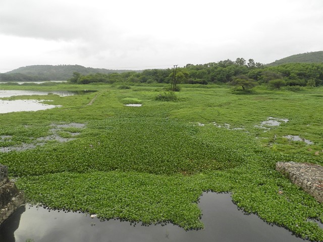 Water hyacinth invades Pashan lake. (Image source: Dharmaraj Patil)