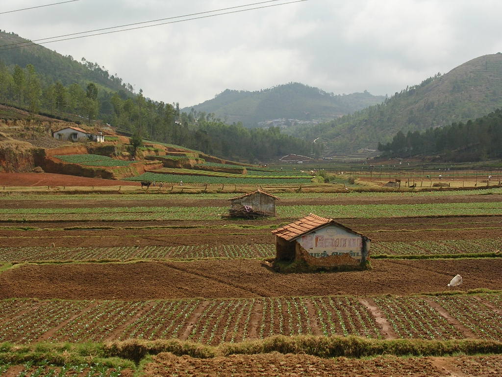 Vegetable Farming is typically done in the valleys where the wetlands may have been encroached upon and the land use converted to farming. Source: Keystone Foundation