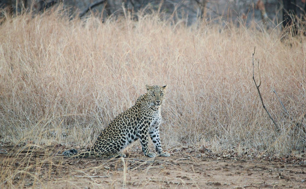 Female leopard at Panna tiger reserve. (Source: Wikimedia Commons)