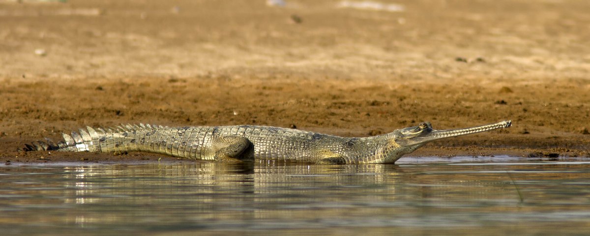 Altering the natural flow pattern of river by damming, diverting or channeling water takes a serious toll on the plants and animals that depend on it. This is a gharial from the Chambal sanctuary. E-flow needs to be maintained for them to create sand banks and deep pools on which they thrive. (Image courtesy: Garima Bhatia; Wikimedia Commons, CC By SA-4.0)
