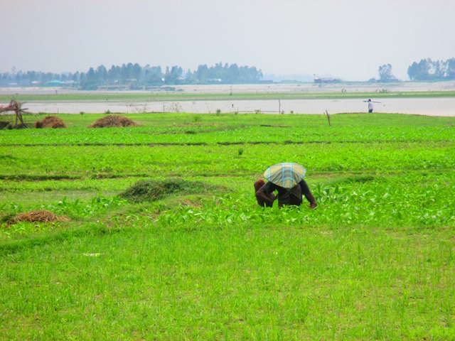 A farmer on the banks of Teesta in Bangladesh. (Image Source: Gauri Noolkar-Oak)