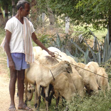 Ramana, a resident of Chittoor, AP, has shifted from a nomadic to a settled lifestyle due to a decline in pastures available for grazing. 