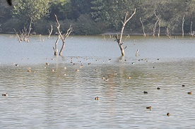 Hauz Khas lake revived