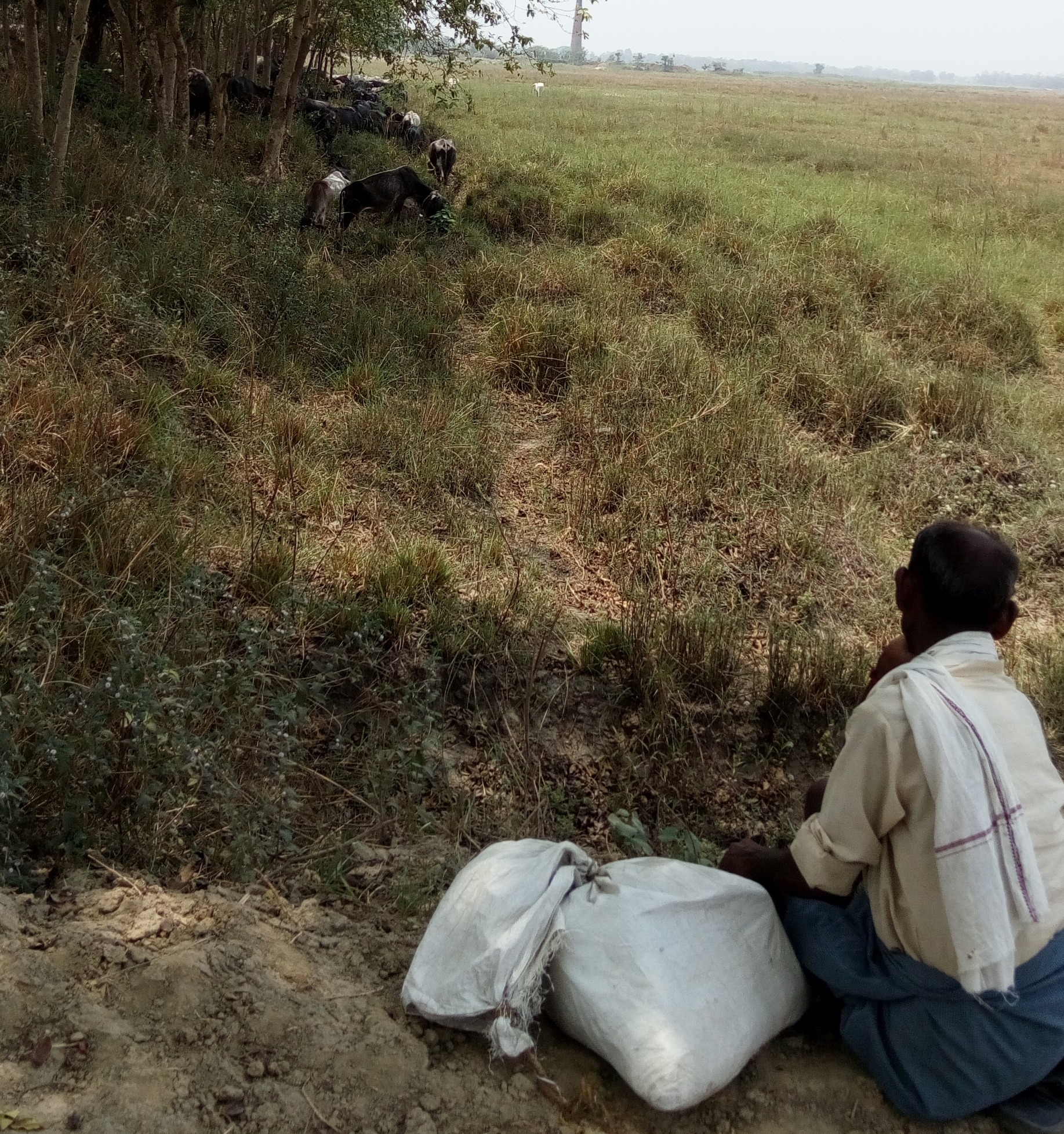 One of  Kishan's group contemplates the plight of their buffaloes