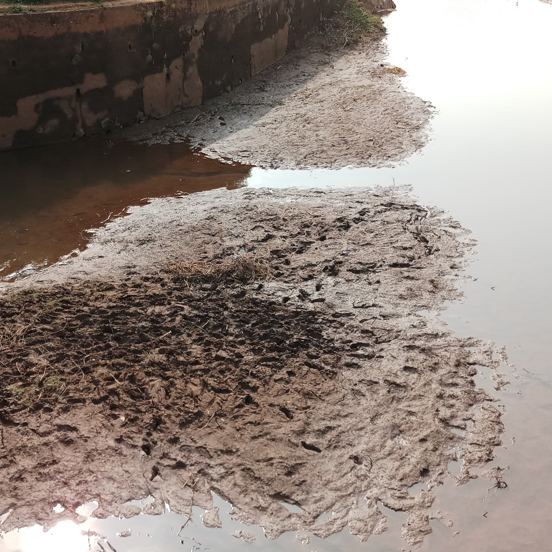 High soil deposit near the dam. (Photo courtesy: Gurvinder Singh)