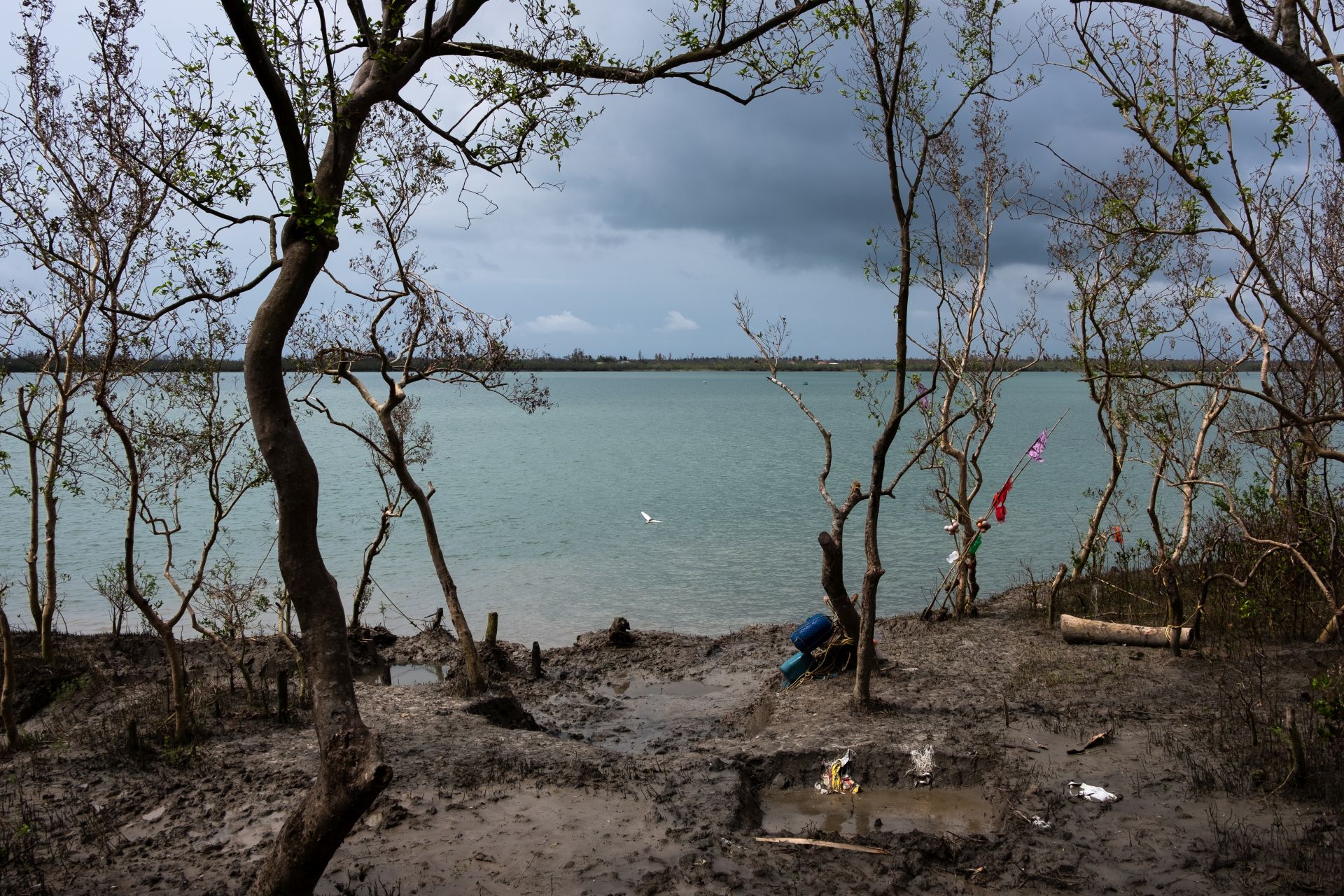 Mangroves are ecologically very beneficial for the Sundarbans as they form natural barriers against storm surges and floods. Their deforestation has aggravated the destruction caused by Amphan and has left the Sundarbans more vulnerable to such storms and cyclones. (Image: WaterAid/ Subhrajit Sen)