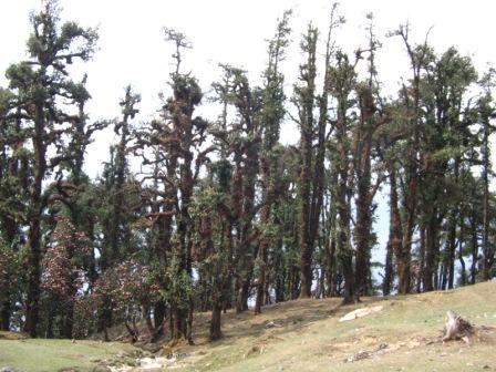 Oak forests at Dharali are heavily  harvested. Lopping without a fallow period does not allow for regeneration, and consequently a dying forest. Note the parasitical growth on all the trees, an indicator of decaying wood