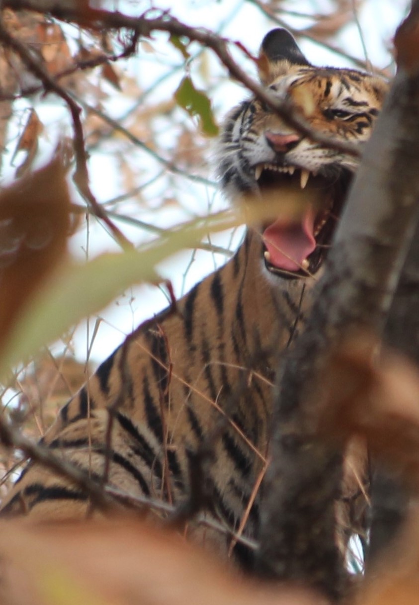 A tiger roars in the wild. (Source: Wikimedia Commons)