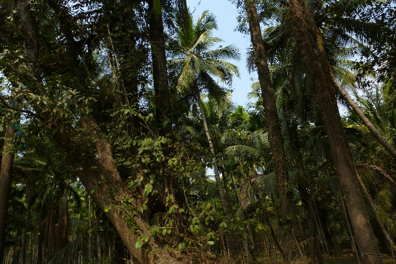 A plantation of coconut and arecanut palms in Goa