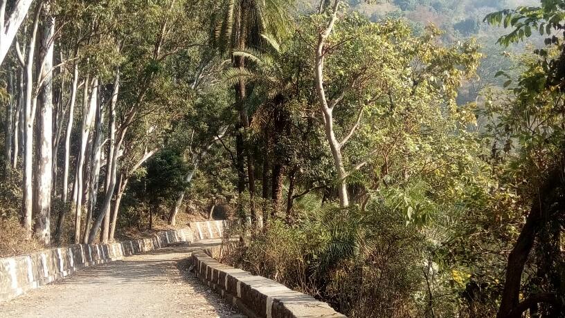 Edged with exotic palms and eucalyptus trees, the parikrama road around Renuka lake is not in the interest of wildlife conservation.