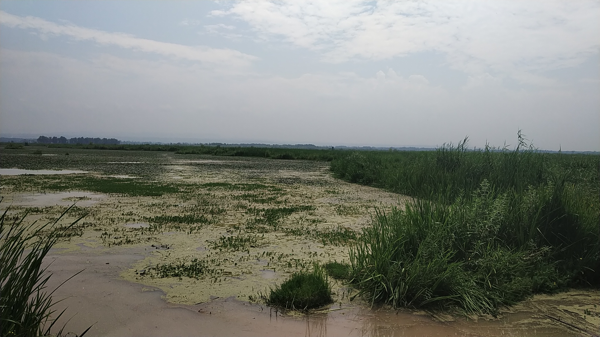 World famous Hokersar wetland faces threat of encroachment. 
