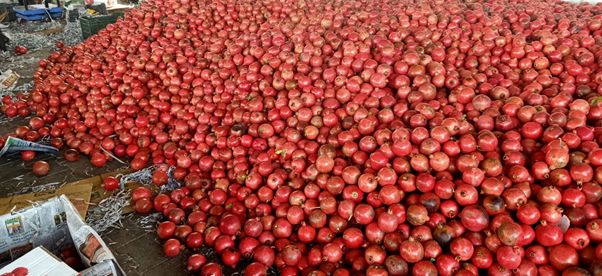 Harvested pomegranates in Kachchh (Image: Prayaas: The Movement of Grassroot Changes)
