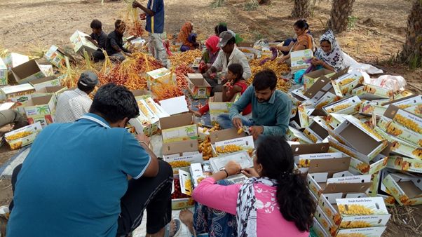 Prayaas member working with farmers on grading and marketing of the dates (Image: Prayaas: The Movement of Grassroot Changes)
