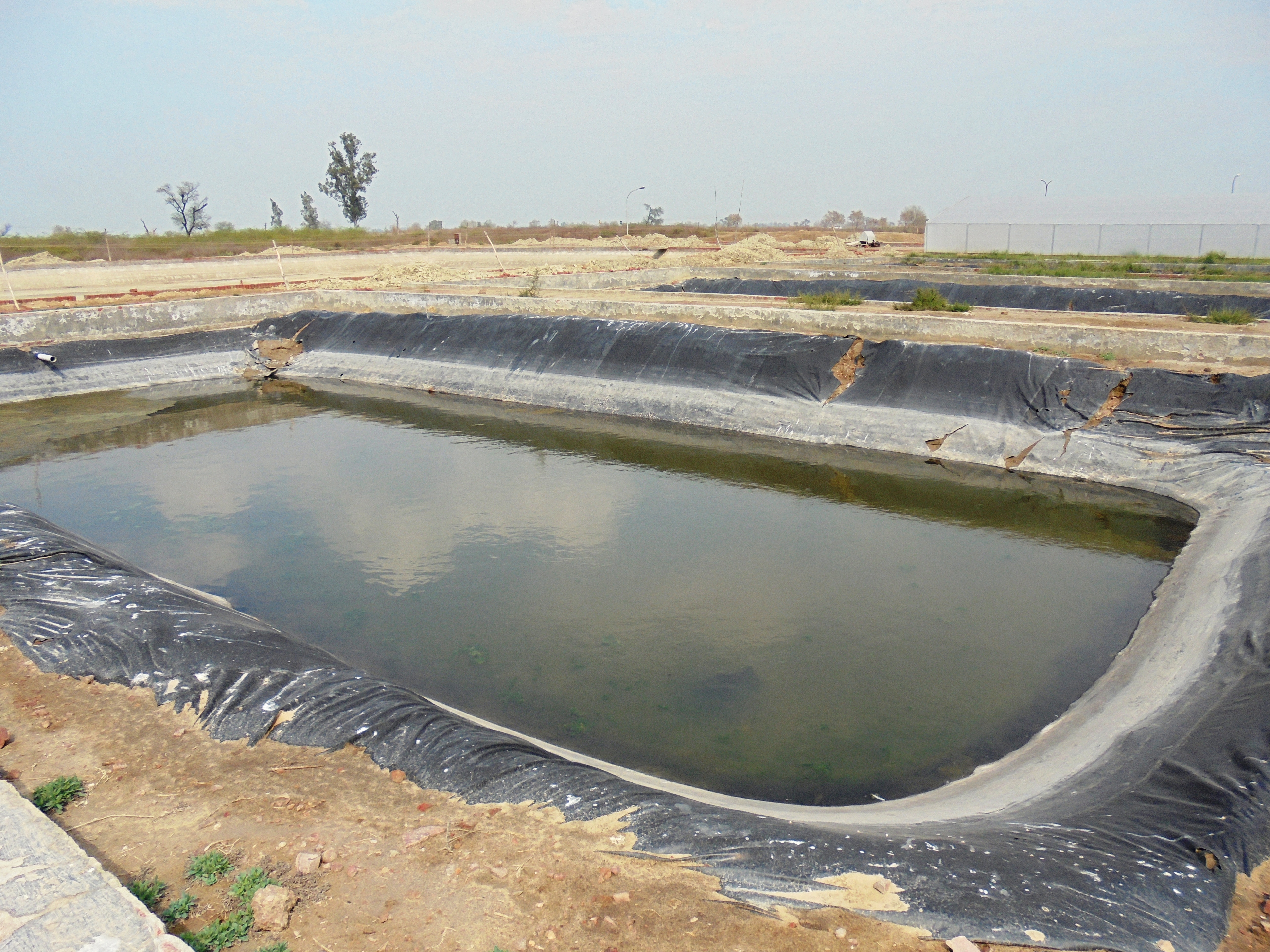 PVC lined aquaculture ponds at CIFE's farm at Lahli