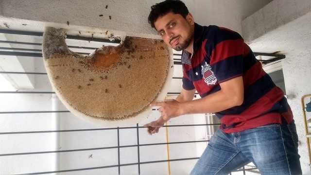 Amit harvests honey from a rock bee colony. (Image source: Amit Godse)