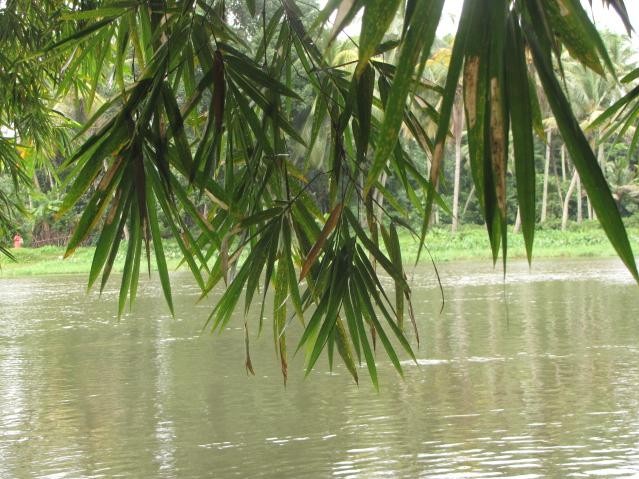 River Pampa, Kerala